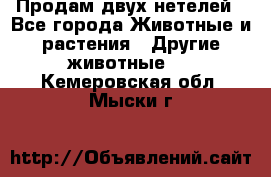 Продам двух нетелей - Все города Животные и растения » Другие животные   . Кемеровская обл.,Мыски г.